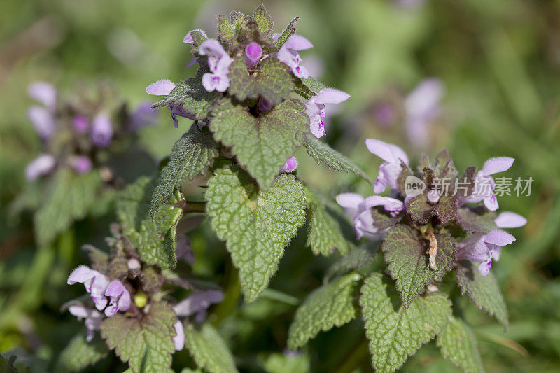 红色死虫(Lamium purpureum)